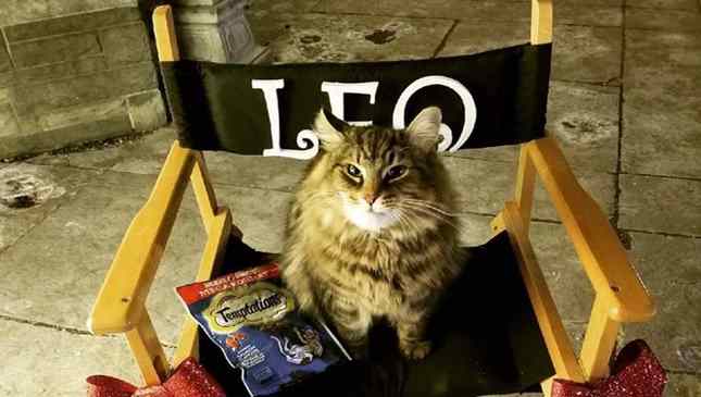 Leo era uma celebridade animal