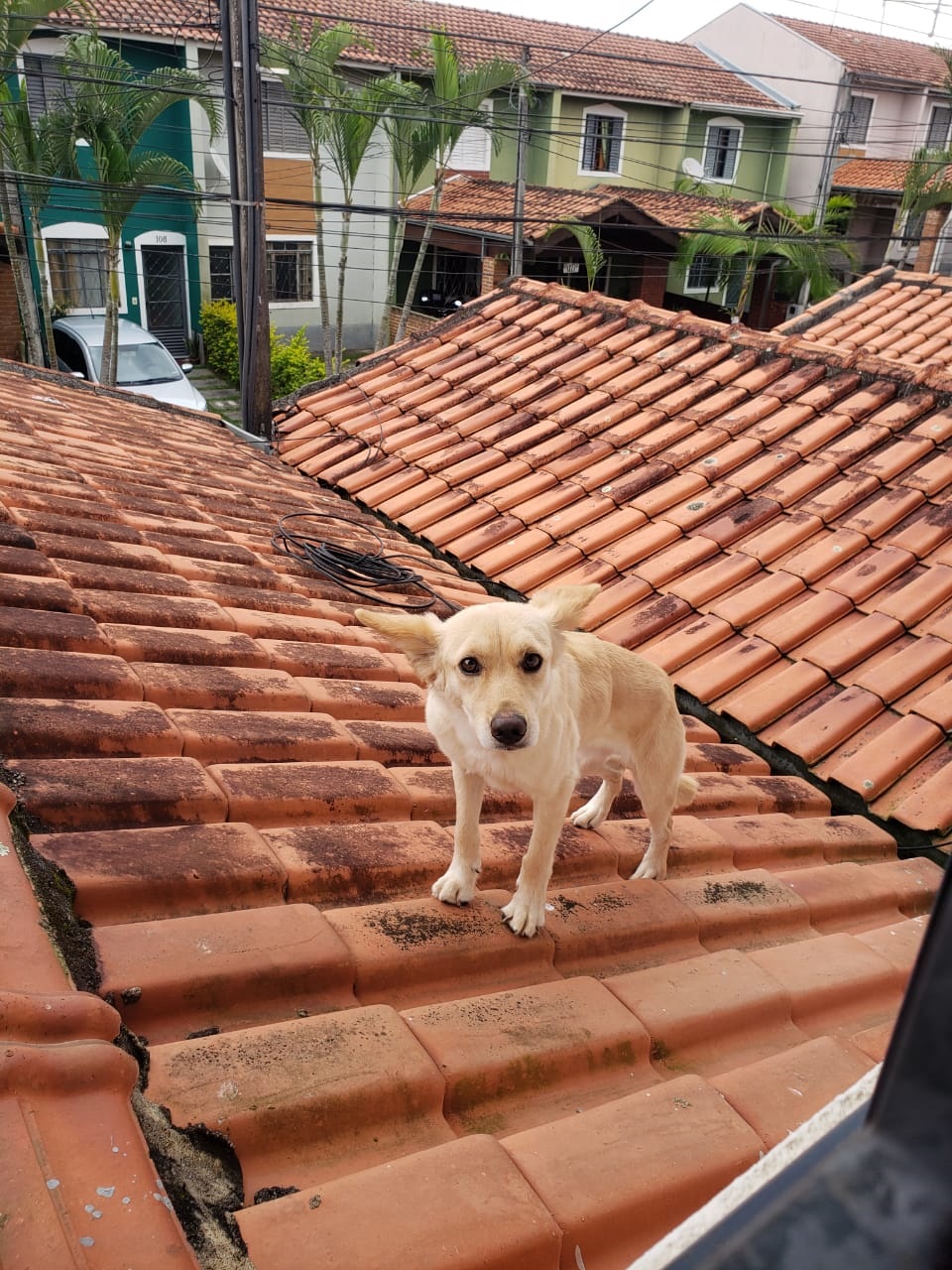 Cachorro sobe no telhado