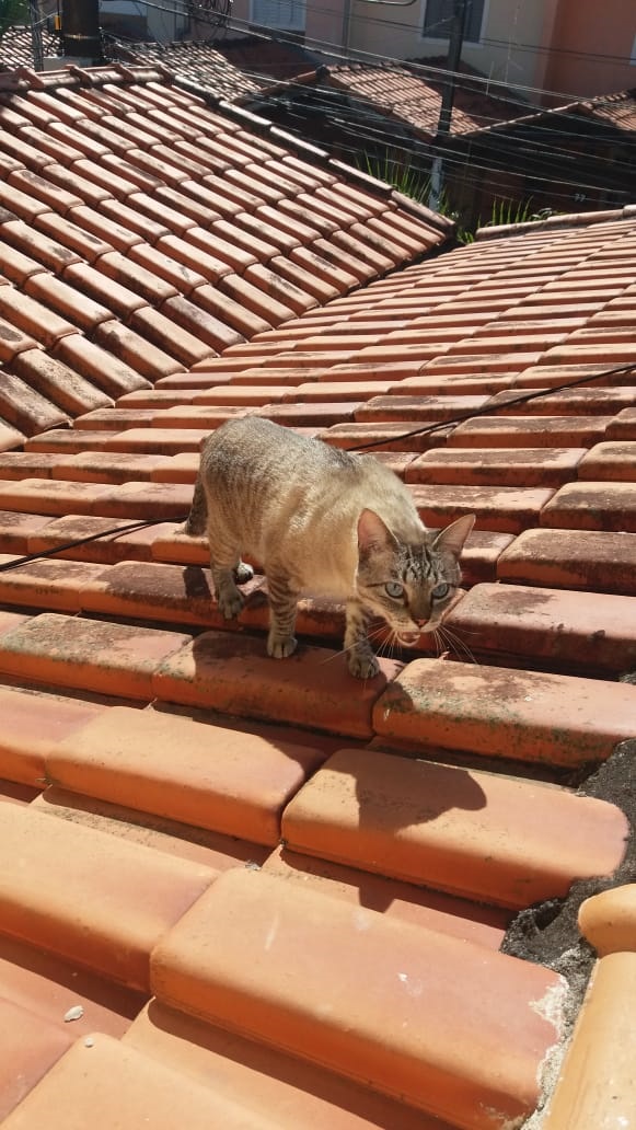 Gato no telhado