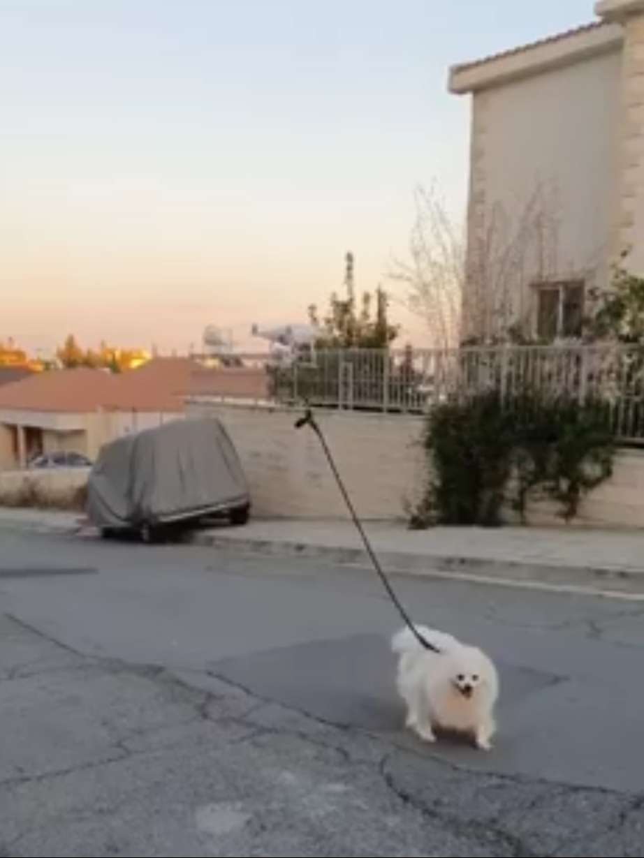 homem leva cachorro para passear com drone