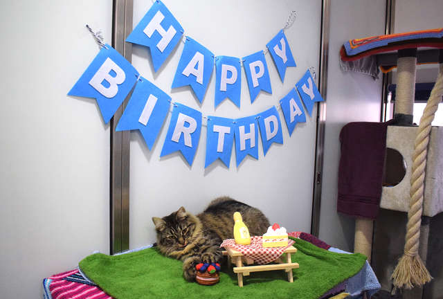 festa de aniversário para gata