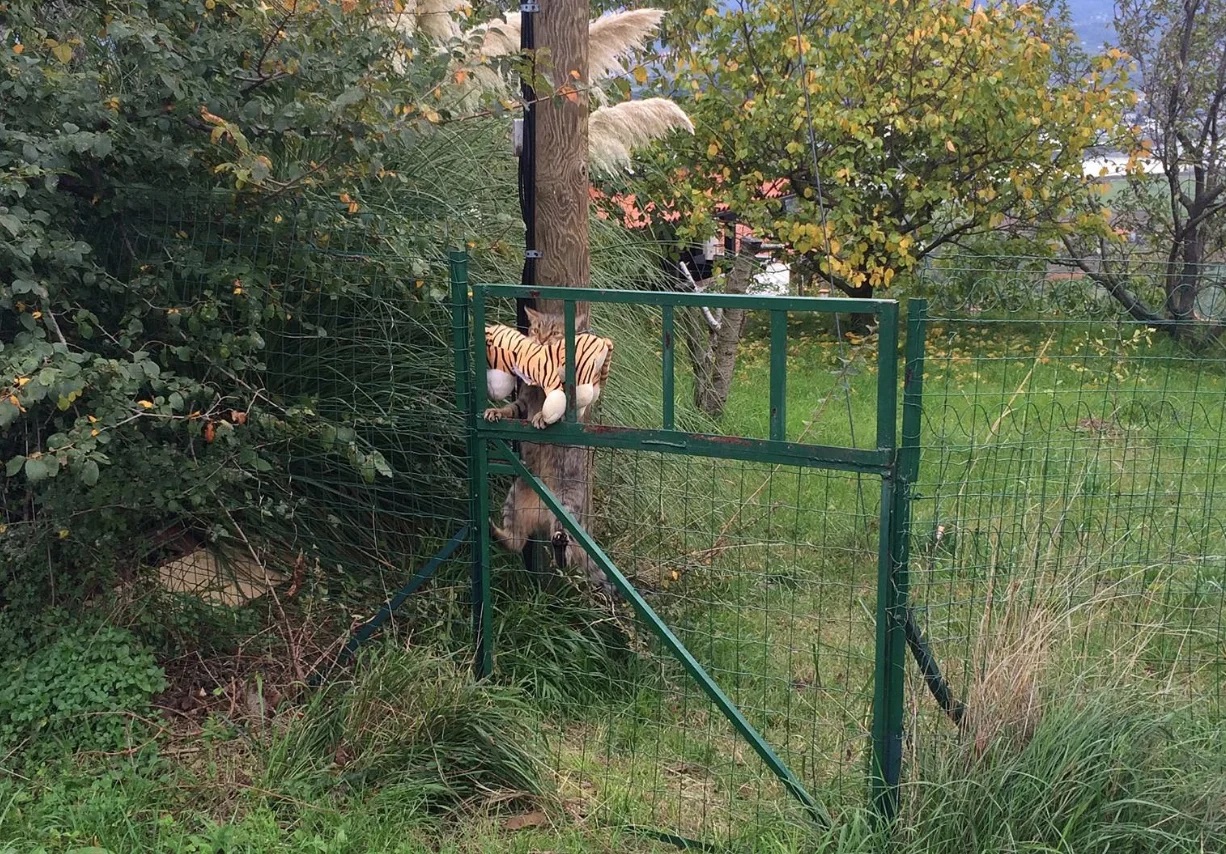 gatinho sempre invade casas dos vizinhos