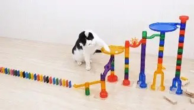 gatinhos brincando com dominó