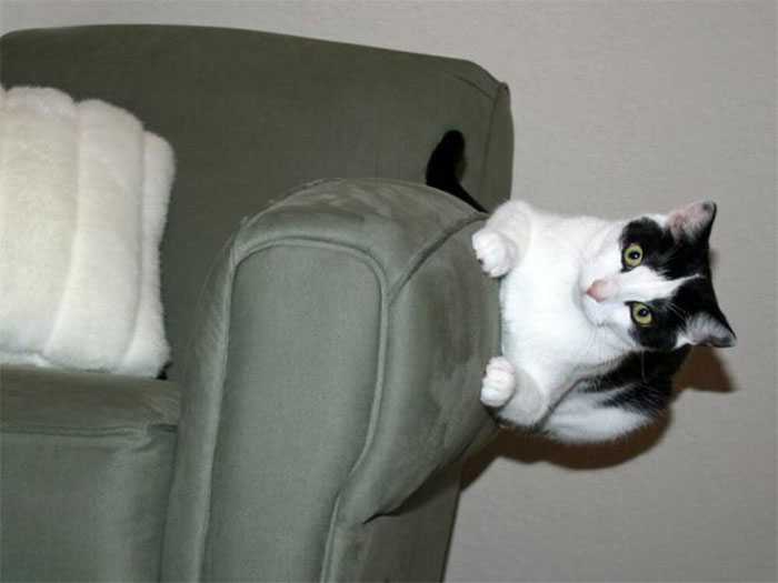 fotos gatos que desafiam as leis da física