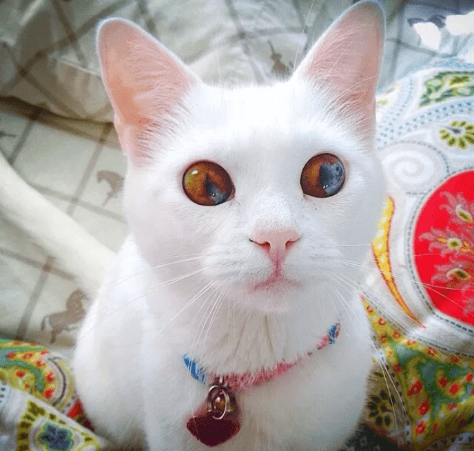 gatos com os olhos mais bonitos