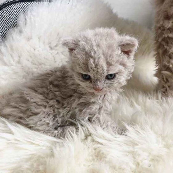 Conheça a raça Selkirk Rex com gatinhos ovelha de pelos encaracolados