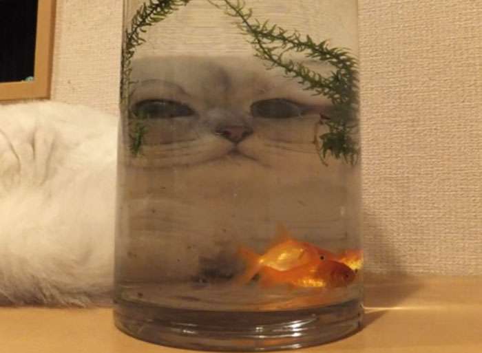 gatinhos através do vidro fotos engraçadas