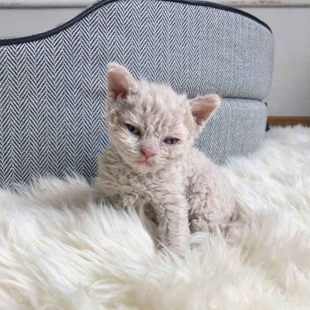 Conheça a raça Selkirk Rex com gatinhos ovelha de pelos encaracolados