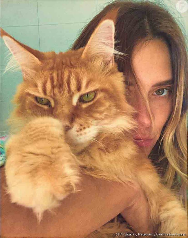 Gatinho gigante de Carolina Dieckmann encanta a todos em fotos lindas