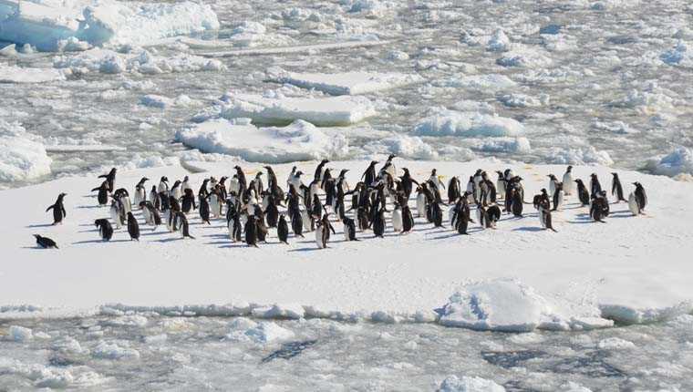 urina de pinguim geleiras curiosidades incríveis sobre animais