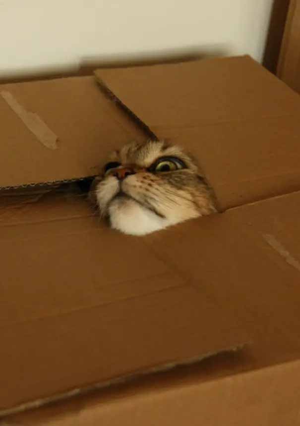 gatos em caixas