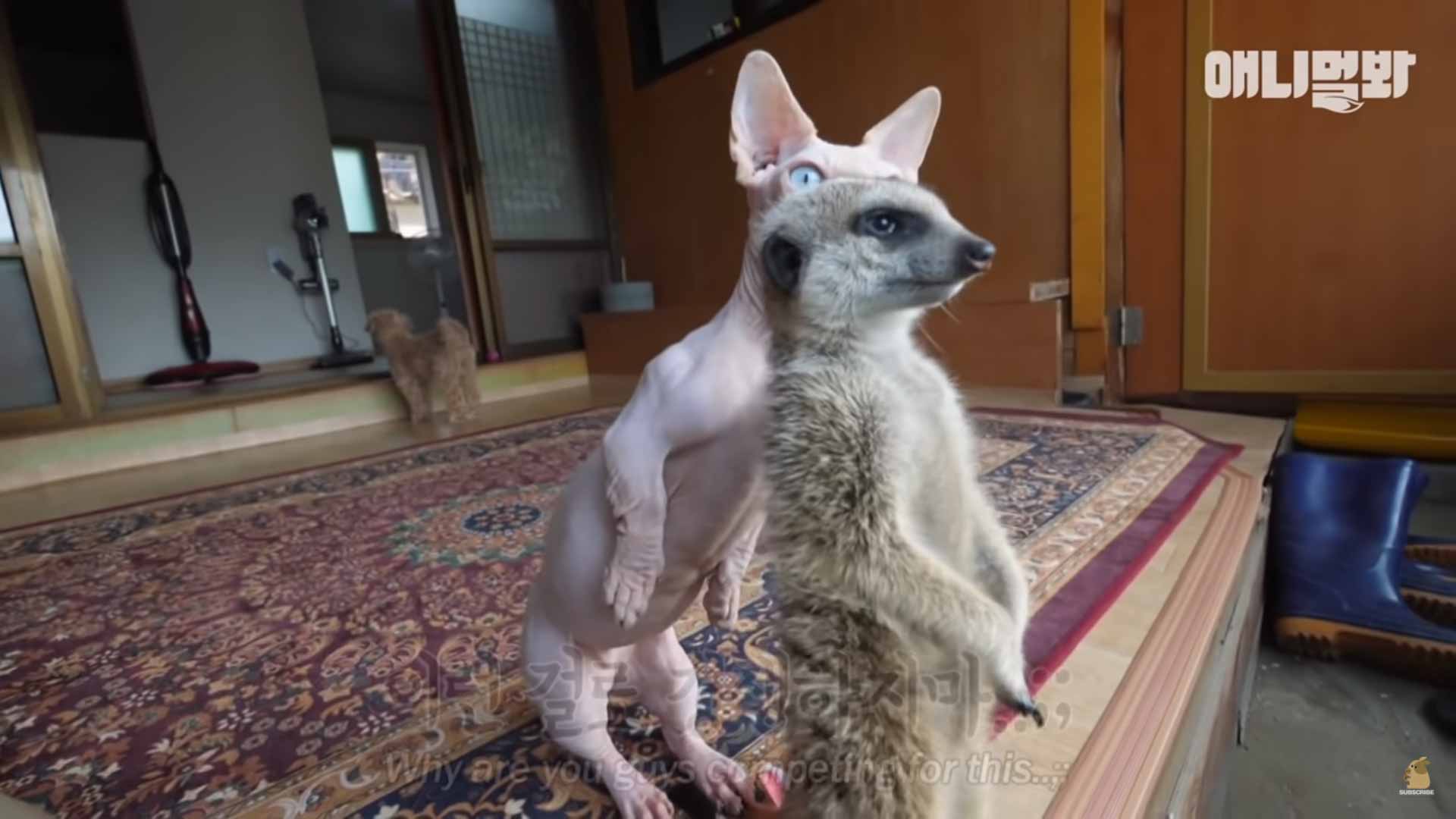 Gatinho-convive-com-suricato-vídeo