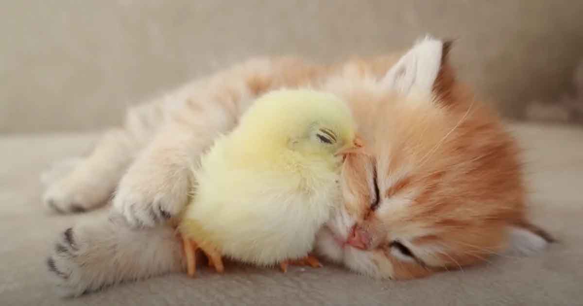 amizade-entre-animais-diferentes