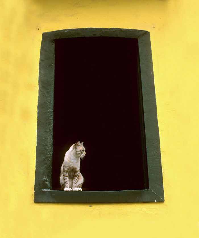 Fotos-de-gatinhos-na-janela-confira