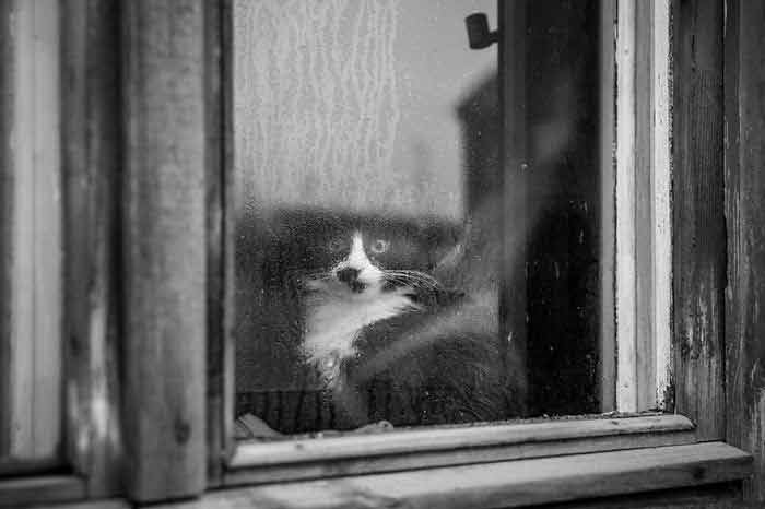 Fotos-de-gatinhos-na-janela-curiosidades-sobre-gato