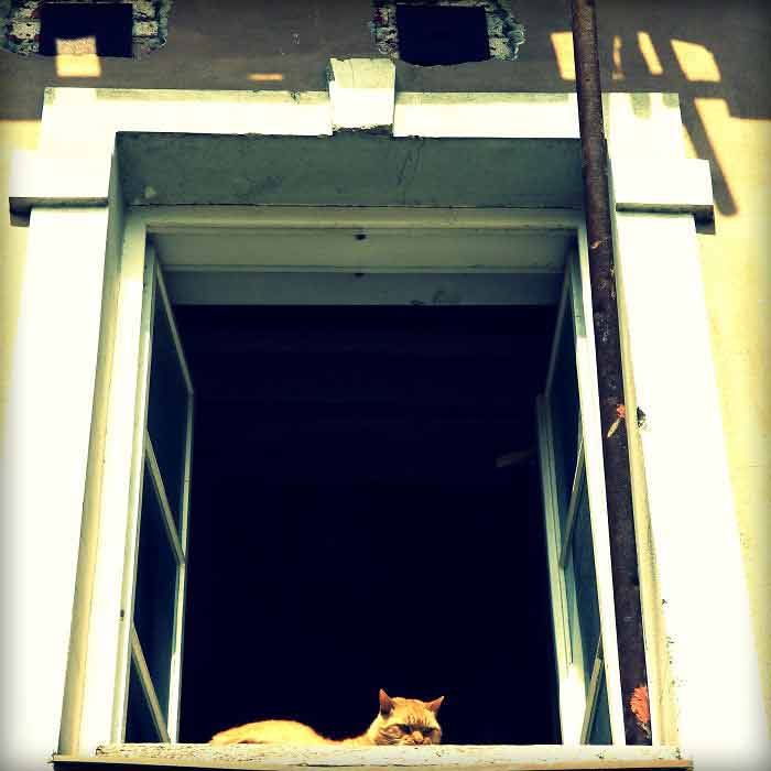 Fotos-de-gatinhos-na-janela-curiosidades-sobre-gatos