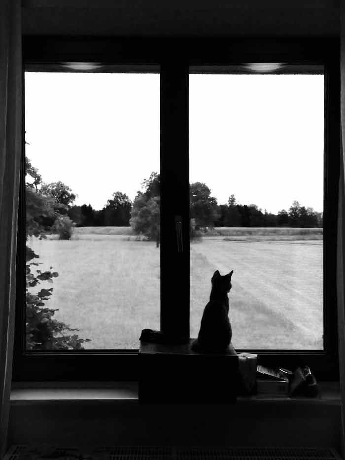 Fotos-de-gatinhos-na-janela-fofos