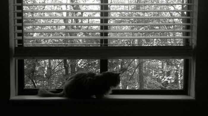 Fotos-de-gatinhos-na-janela-lindo
