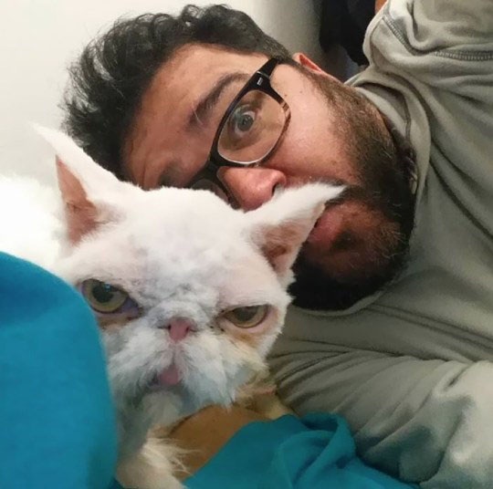 Gato persa passou por tosa resgatado