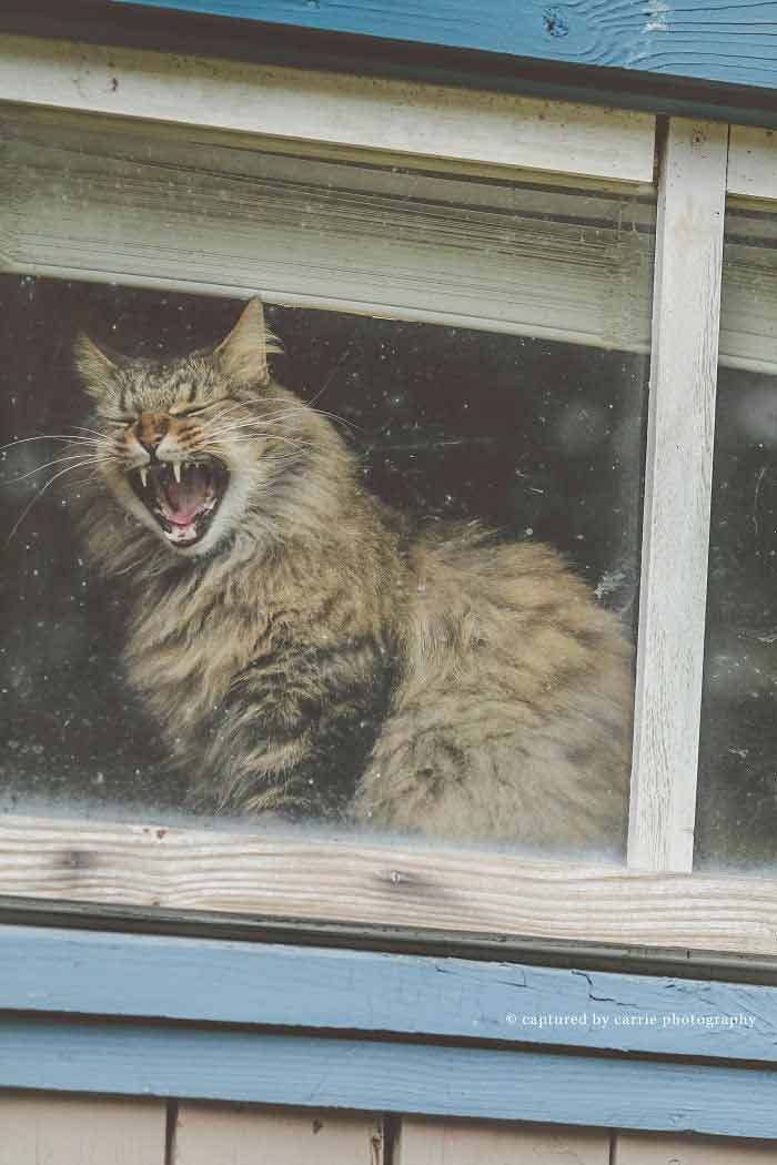 Veja-fotos-de-gatinhos-na-janela