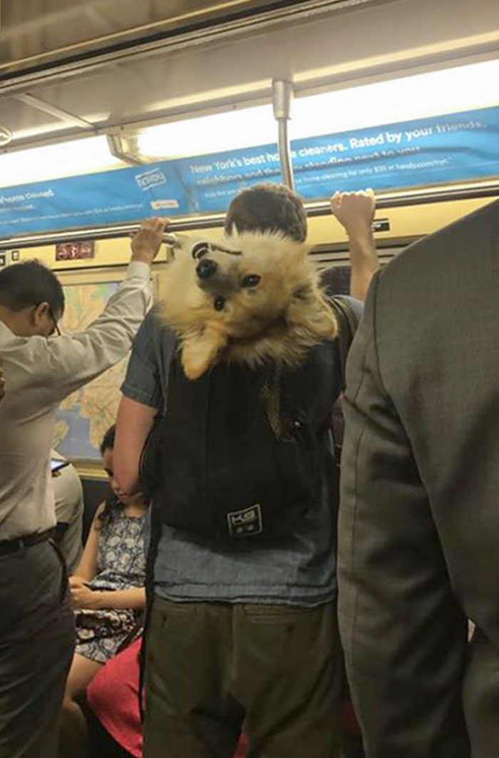 animais se comportam na mochila