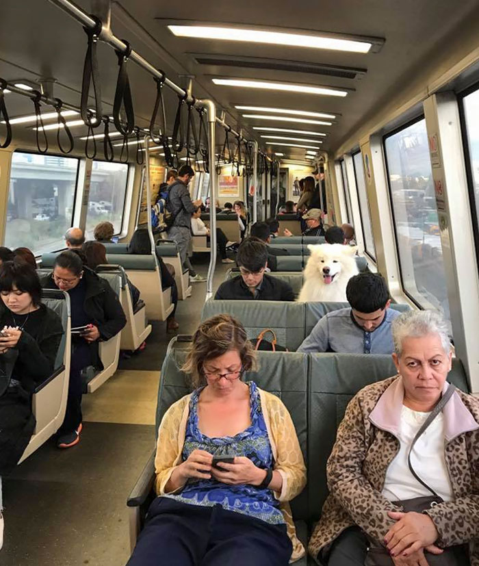 cachorro no trem