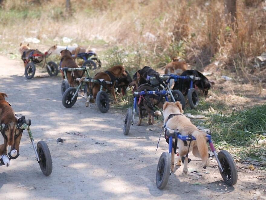 cadeiras de rodas cachorro