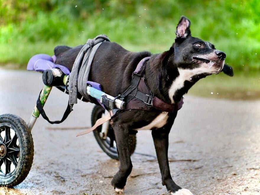 cadeiras de rodas cães