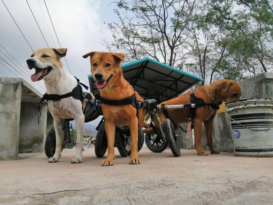 cadeiras de rodas para cães
