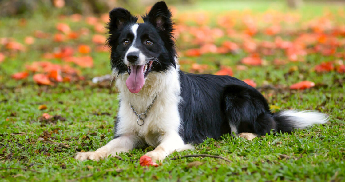 As raças de cachorro mais inteligentes do mundo Curiosidades