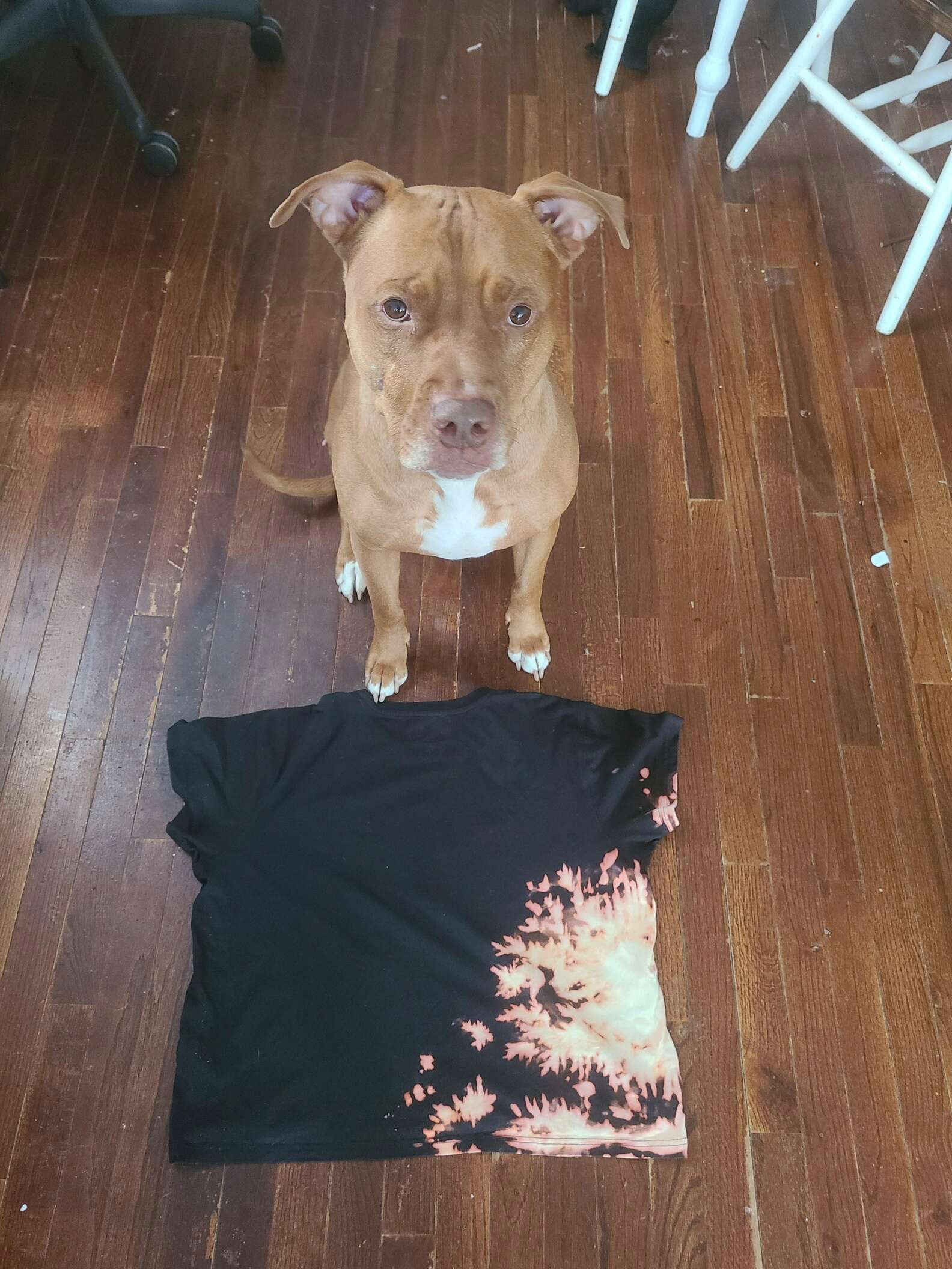 Cachorro cria acidentalmente uma camiseta super legal