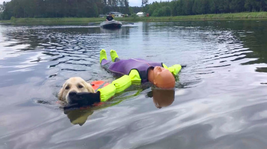 Cachorro recebeu treinamento para se tornar salva-vidas