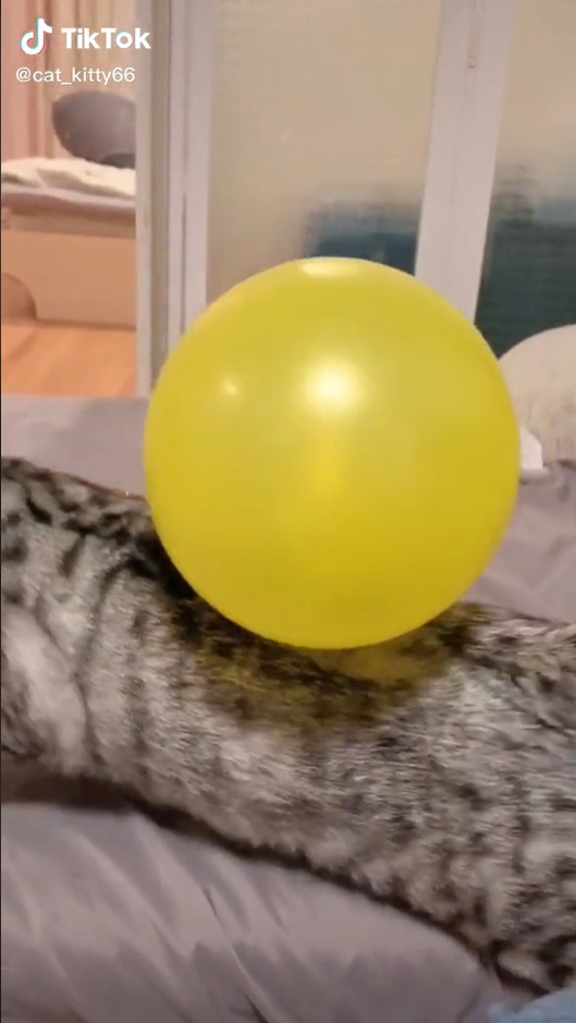 Gatinho fica confuso com balão grudado nele por causa de estática