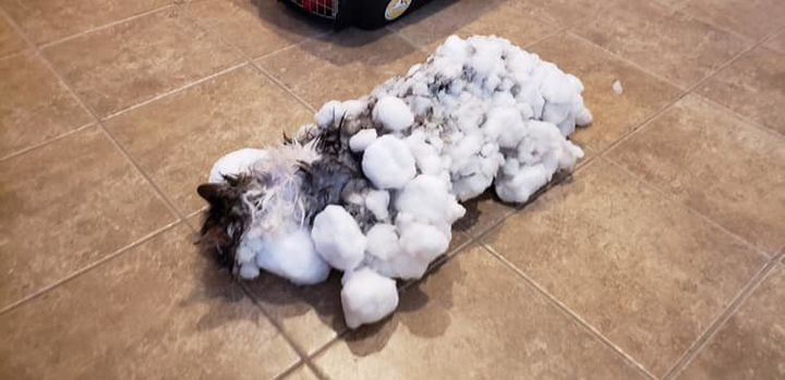 Gato encontrado totalmente congelado se recuperou