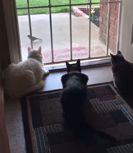 Gatos observavam um pássaro susto