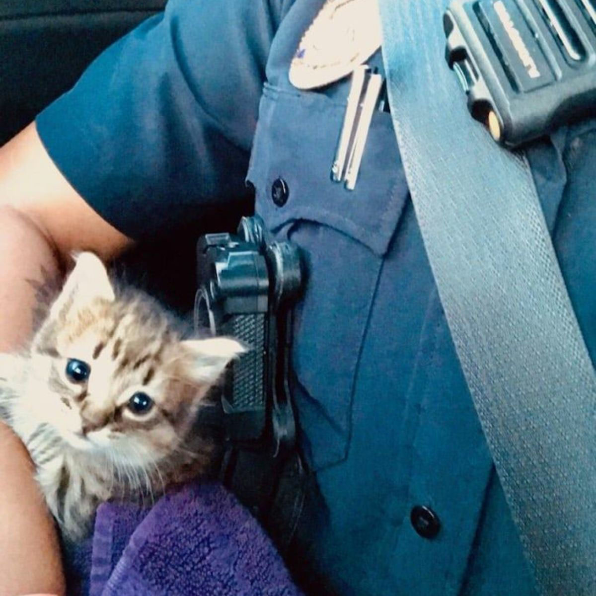 Policiais resgatam uma gatinha e a promovem