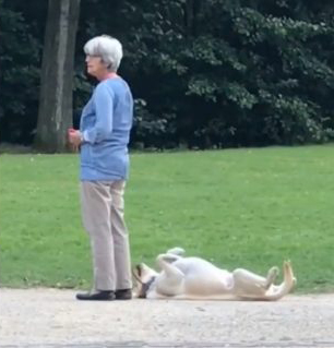 cachorro se joga no chão parque