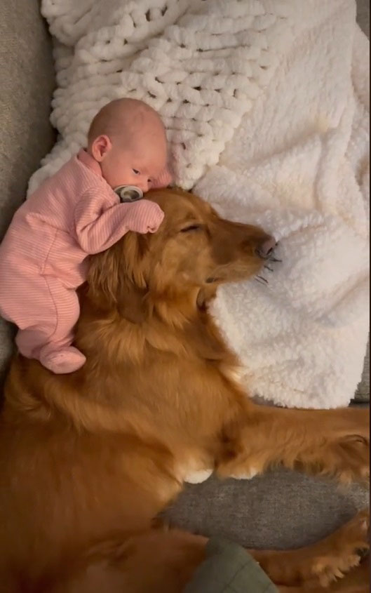 Cachorro se apaixona pela irmãzinha humana