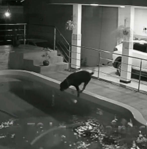 Menino se joga na piscina cachorro