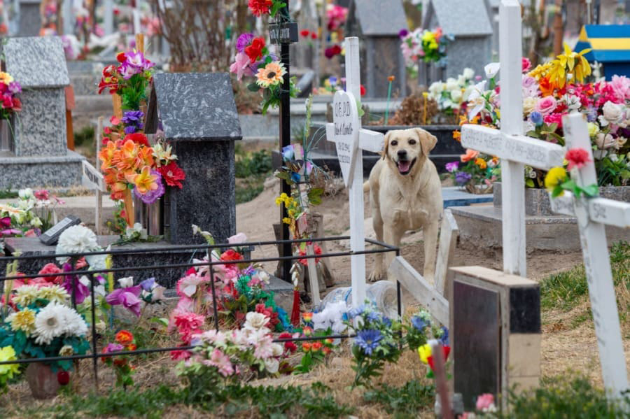 Cachorro perdeu o dono e agora consola pessoas no cemitério