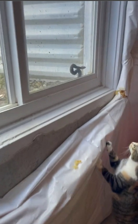 Gatinha vê uma cobra presa na janela