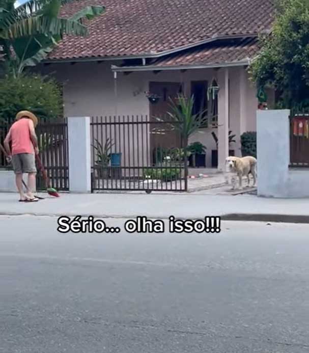 Cachorro carrega balde para ajudar dono a limpar calçada e viraliza