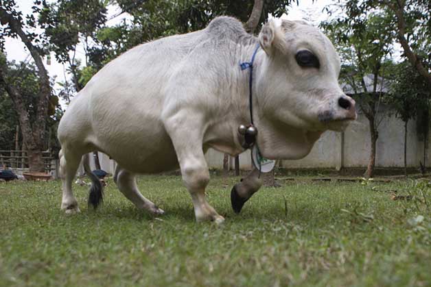 Conheça Rani a menor vaca do mundo