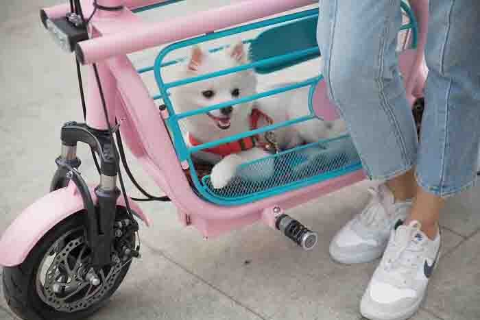 bike para cachorro 5
