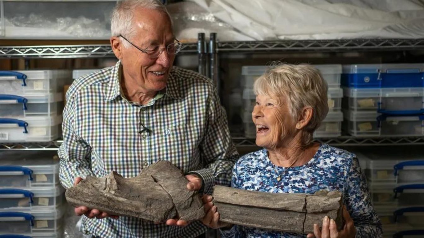 Enorme réptil marinho antigo é identificado a partir descoberta amadora de fósseis