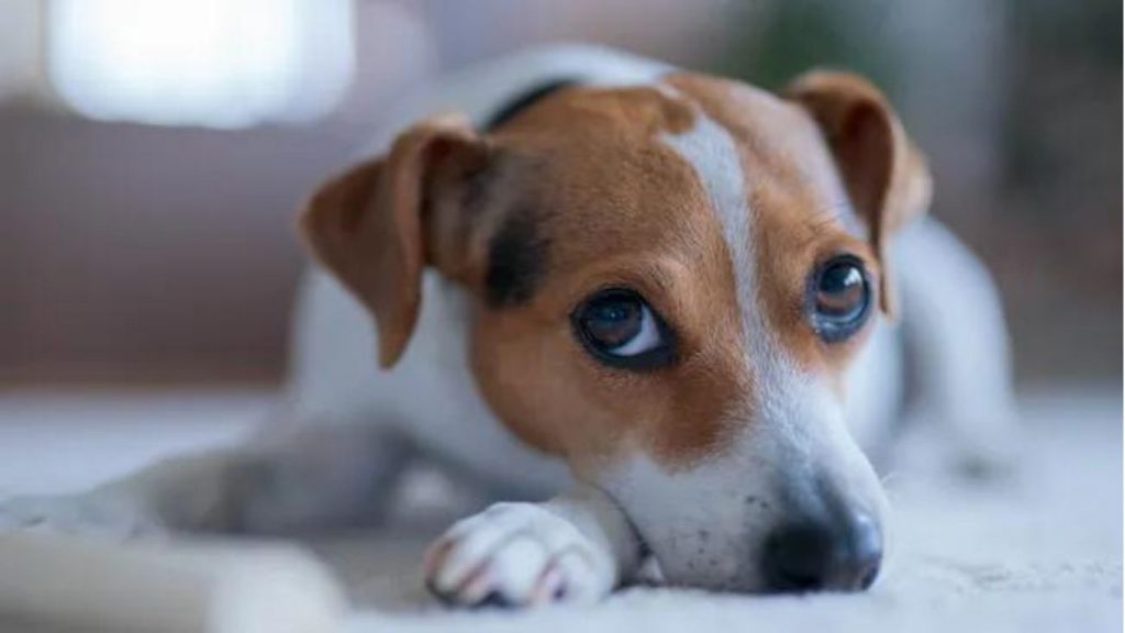 'Olhos de Cachorrinho' não são Exclusividade dos Cães Domésticos, Revela Estudo de Cães Selvagens